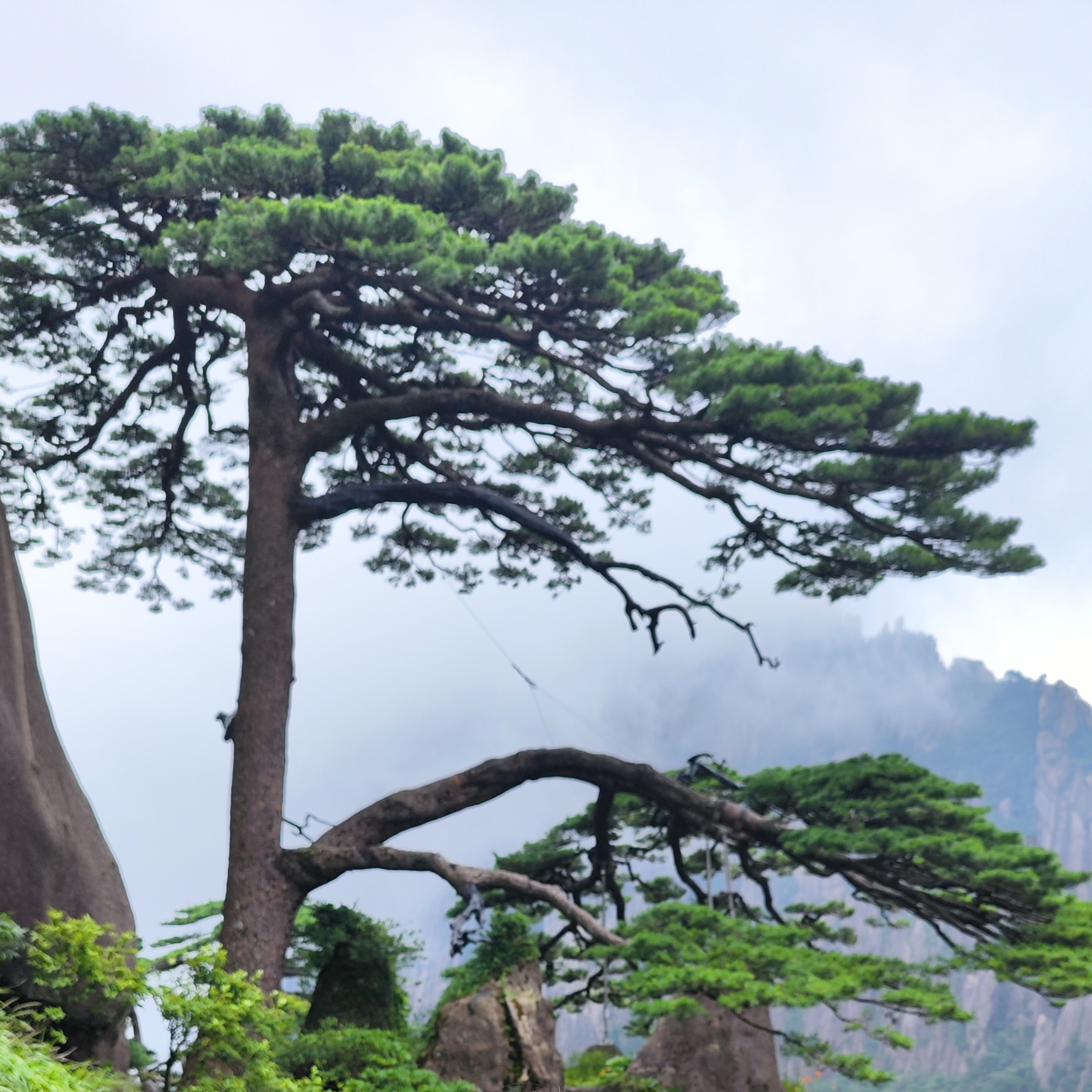 Pinus