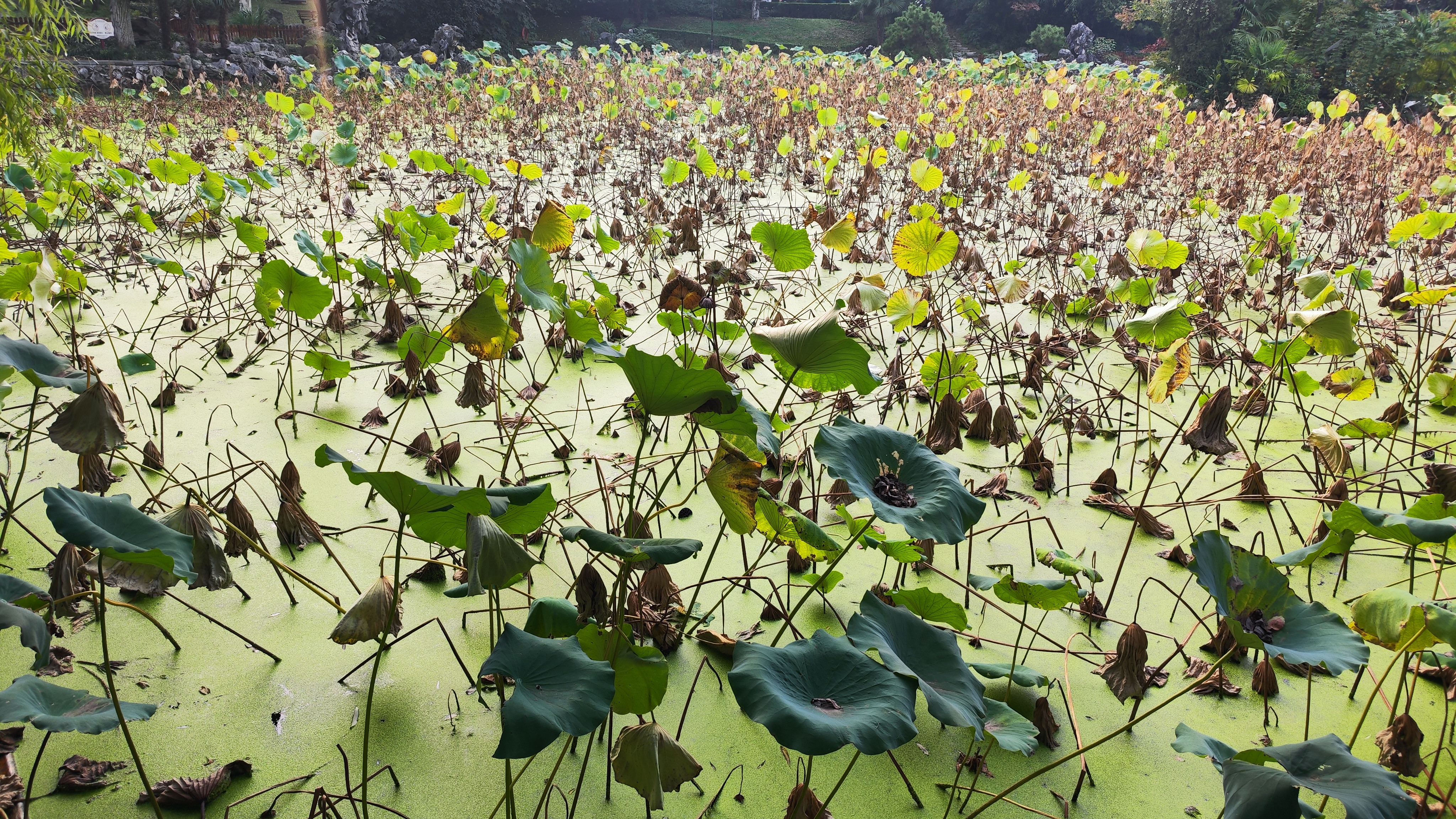 USTC pond fall